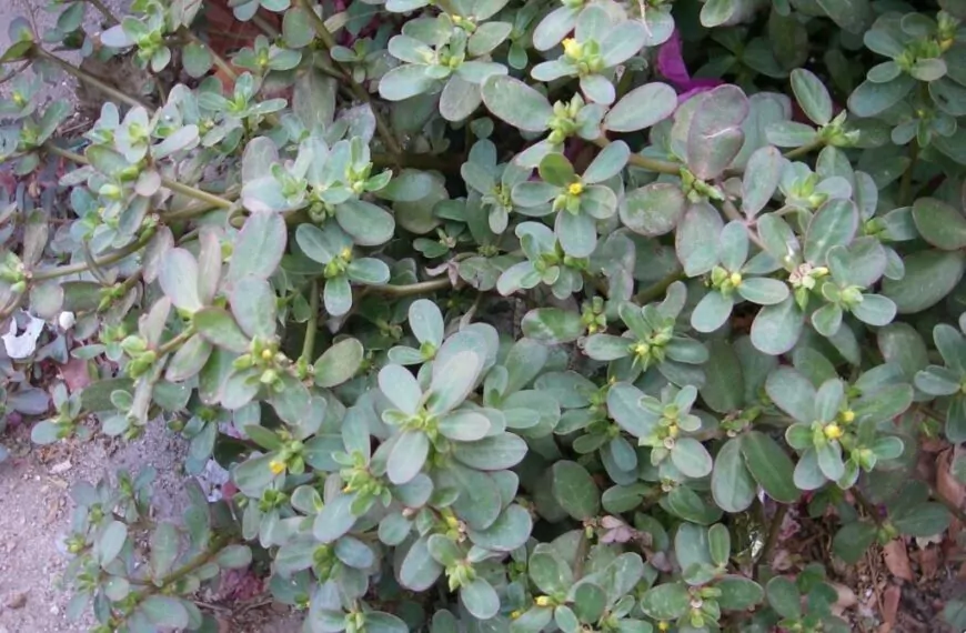 Zie je dit &acute;onkruid&acute; in de tuin groeien? Doe het dan absoluut niet weg!