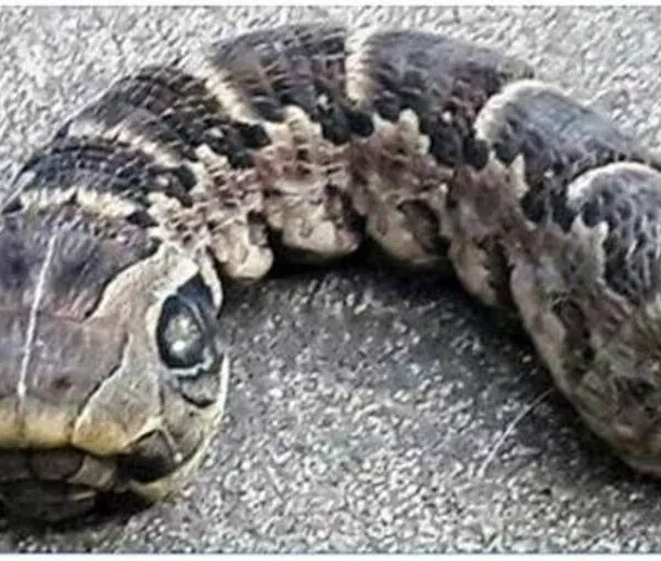 Vrouw ontdekt slangachtige rups in haar tuin: wat bleek het te zijn?