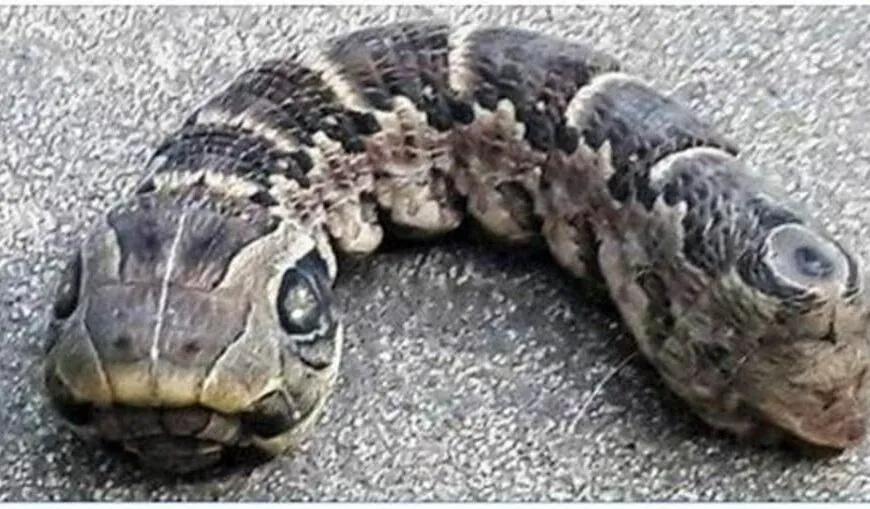 Vrouw ontdekt slangachtige rups in haar tuin: wat bleek het te zijn?