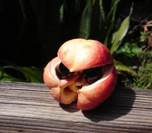 Eten met levensgevaar: waarom &rsquo;s werelds dodelijkste voedingsmiddelen toch op het bord belanden