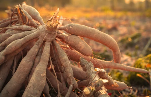 Gevaarlijke voedingsmiddelen: wat je moet weten over risico’s in de keuken